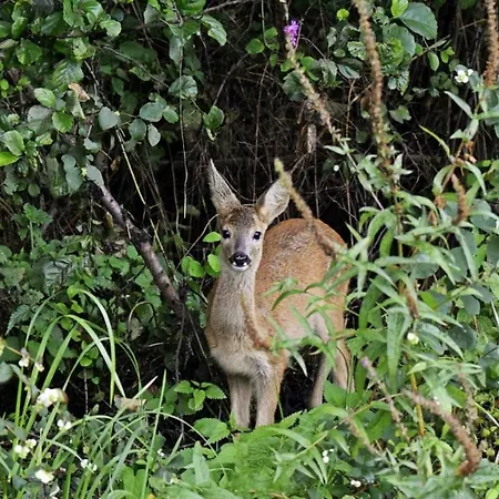 Apartamento Schrebenza Burg Kauper