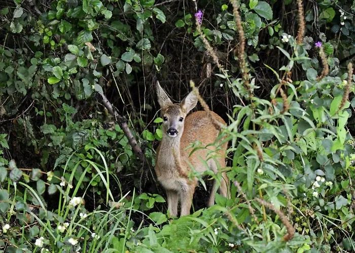 Lägenhet Schrebenza Burg Kauper